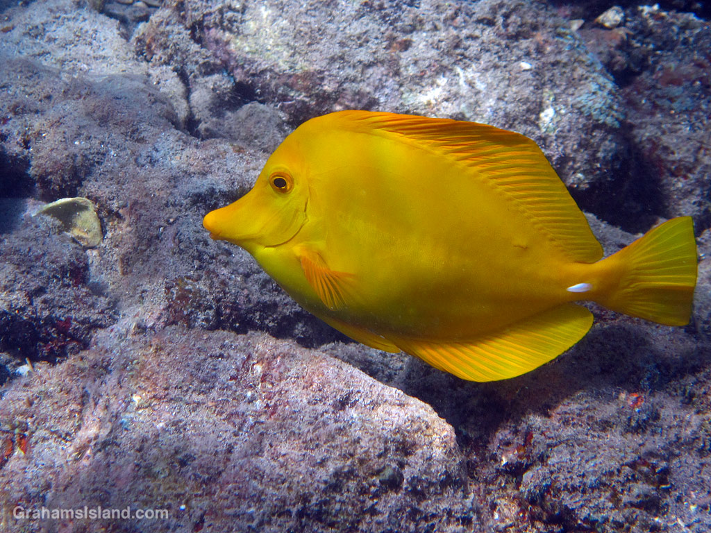 Yellow tangs swim in the waters off Hawaii