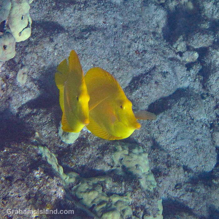 Yellow tangs swim in the waters off Hawaii