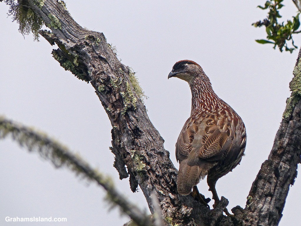 An Erckel's Francolin watches from a tree branch