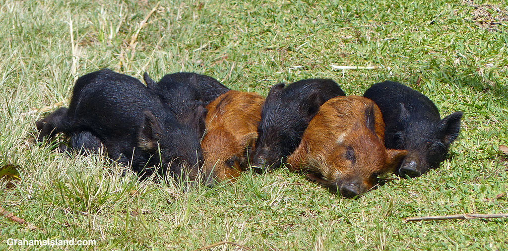 Piglets resting