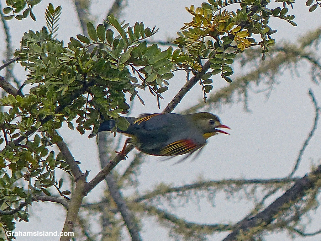 A Red-billed Leiothrix taking off