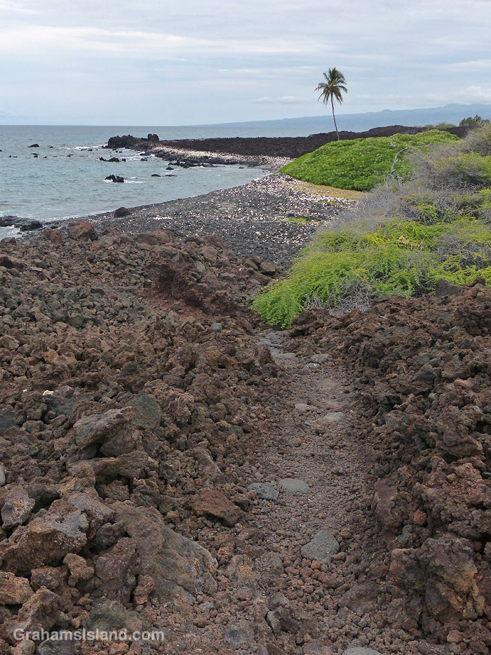A lone palm marks Akahu Kaimu Bay in Hawaii