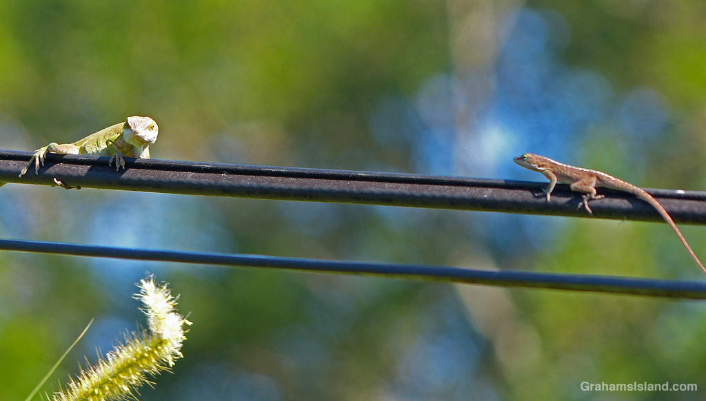 Two anoles meet on a wire in Hawaii