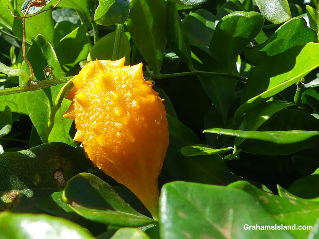 An orange Bitter Melon fruit in Hawaii