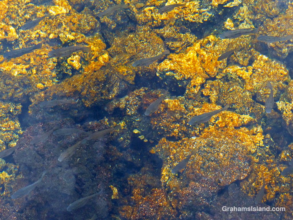 Fish swim in one of the golden pools at Keawaiki, Hawaii