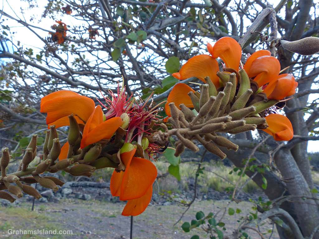 The orange flowers of a Wiliwili tree in Hawaii
