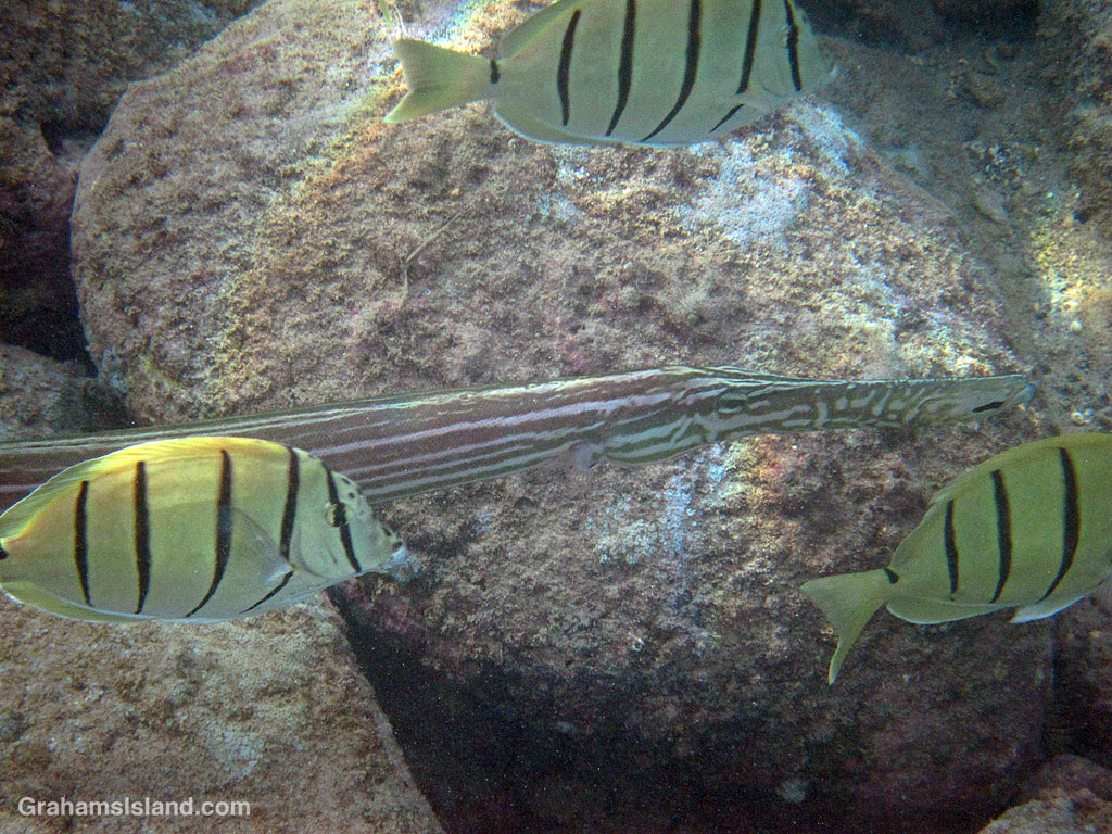 A Pacific trumpetfish hunts among convict tangs in the waters off Hawaii