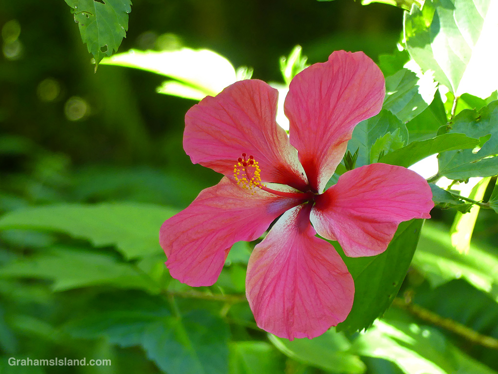 A Pink hibiscus in Hawaii