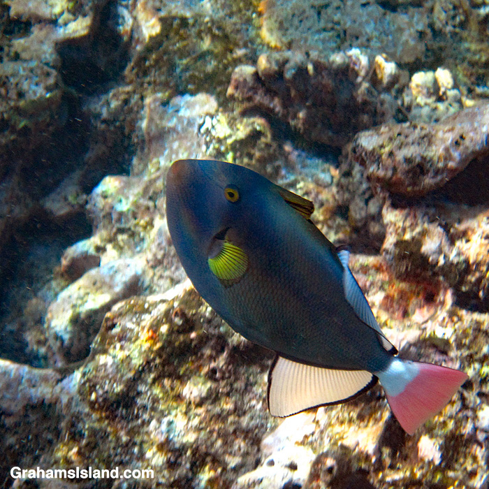 A Pinktail Triggerfish in the waters off Hawaii