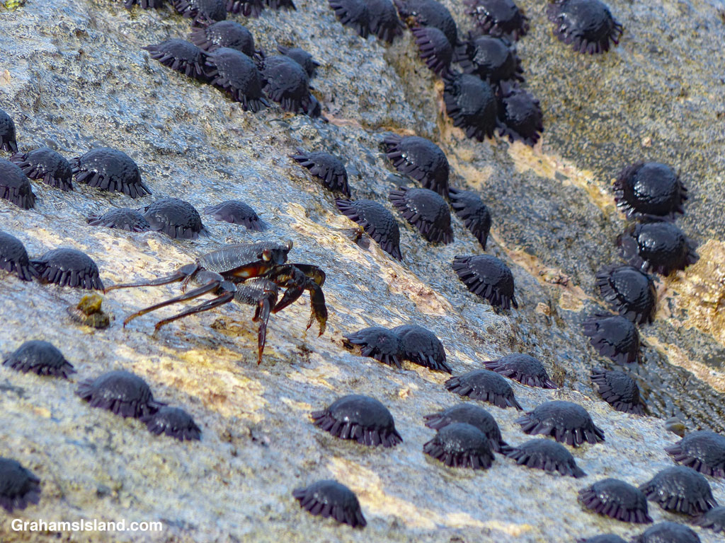 An A'ama Crab skitters through a field of Helmet Urchins in Hawaii