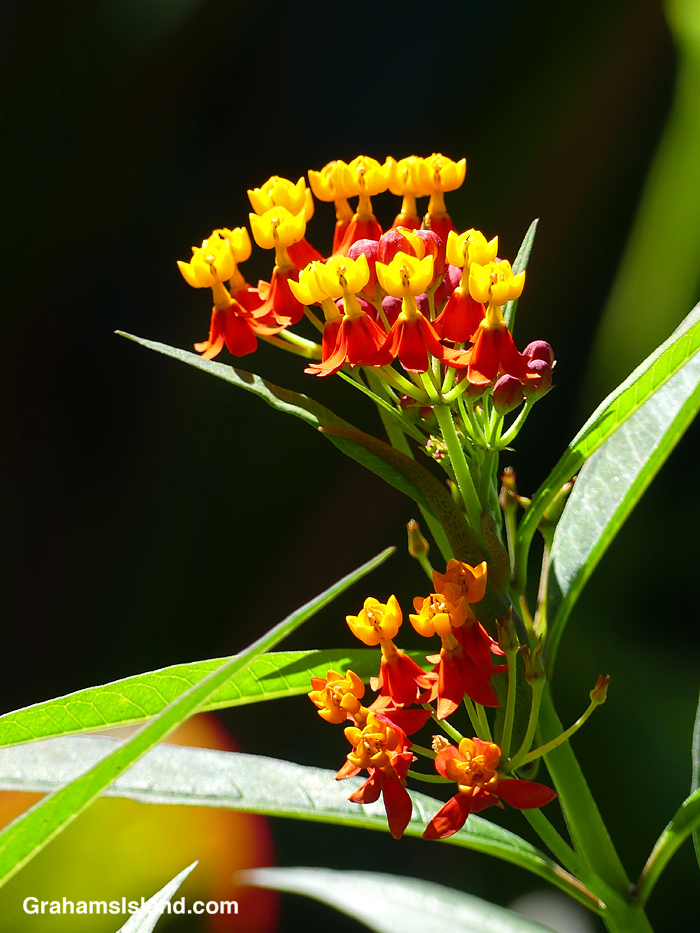 An Asclepias curassavica flower in Hawaii