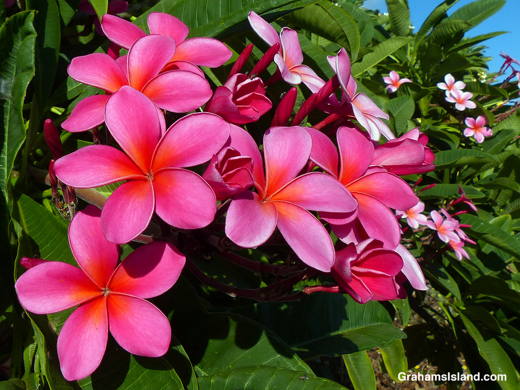 Dark pink plumeria flowers in Hawaii