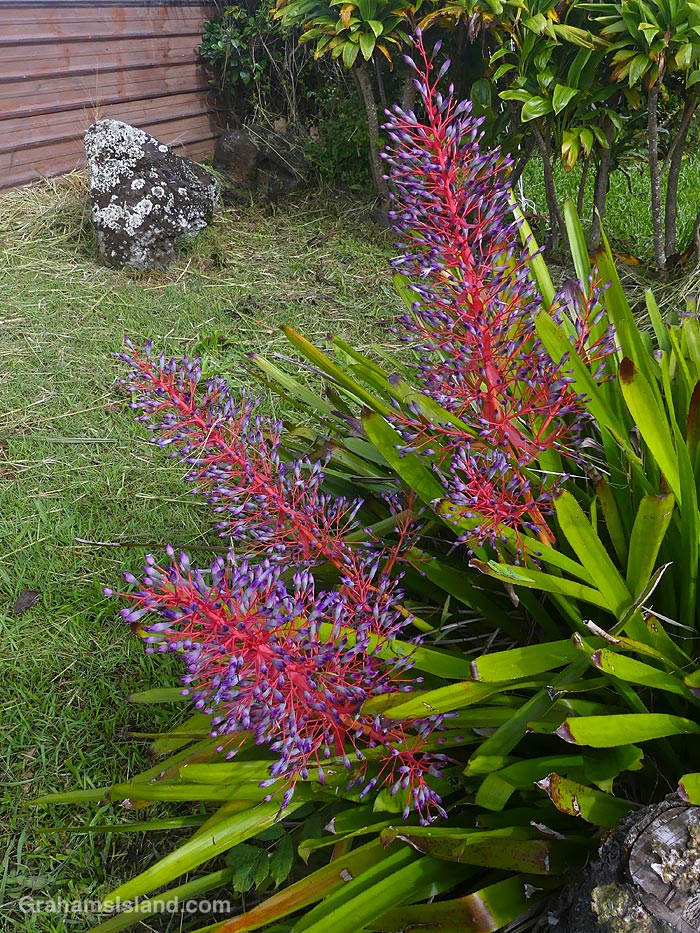 A Portea petropolitana plant in Hawaii
