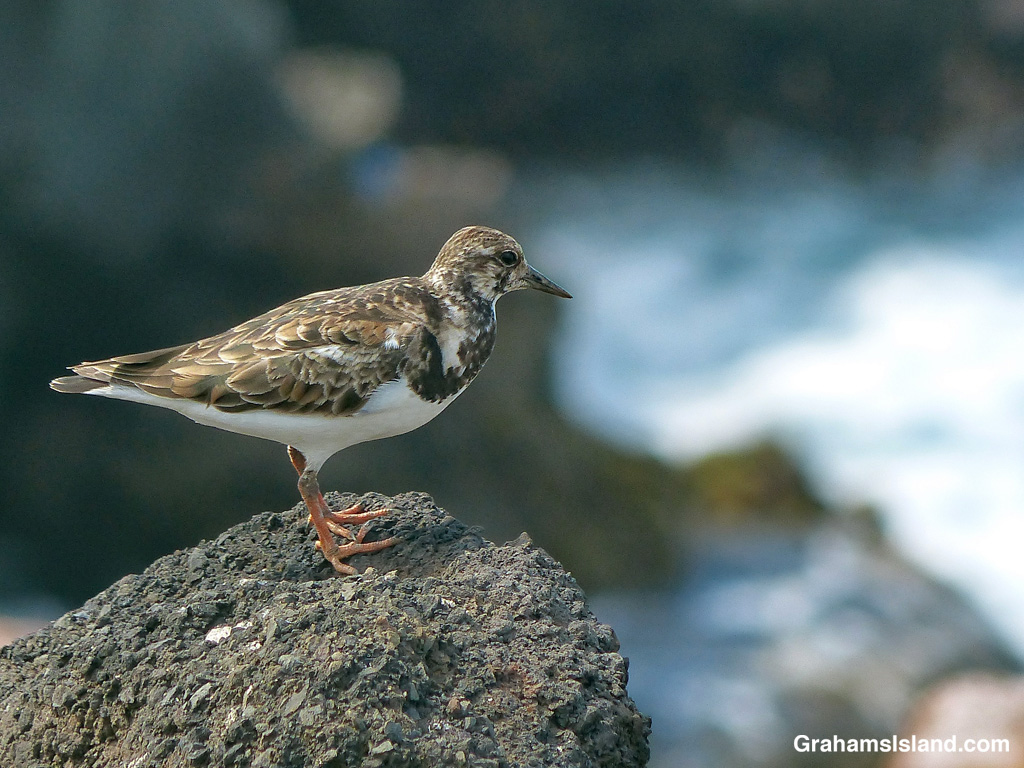 A Ruddy Turnstone watches from a rock in Hawaii