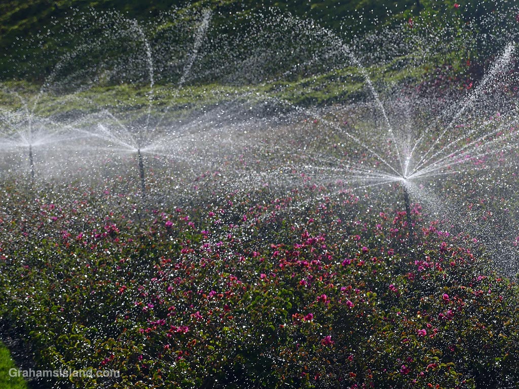 Sprinklers spread water over a garden in Hawaii