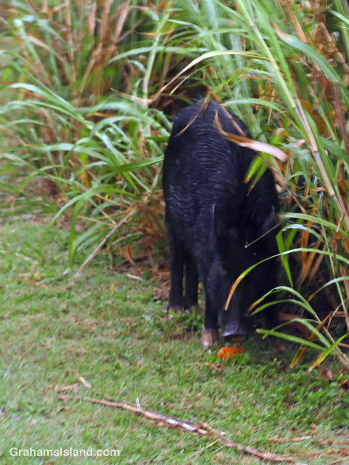 A wild pig with a tangerine in Hawaii
