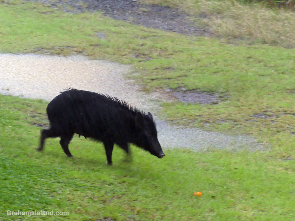 A wild pig heads for a tangerine on a rainy day in Hawaii