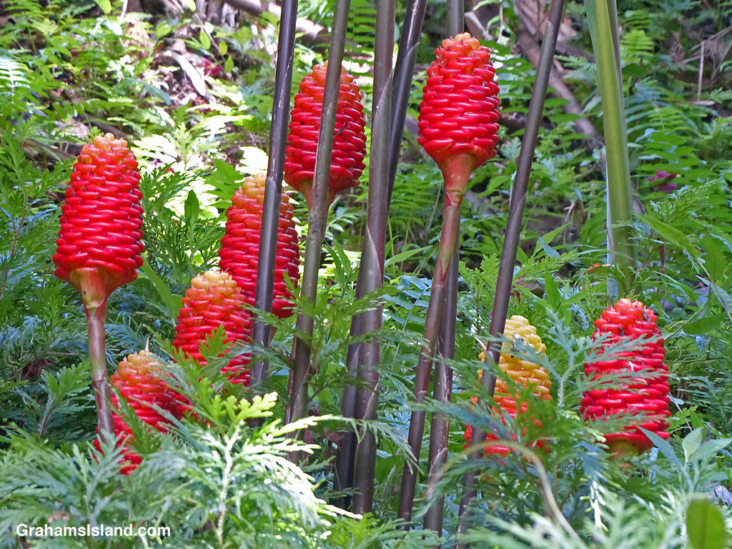 Beehive ginger plants at Hawai’i Tropical Bioreserve & Garden