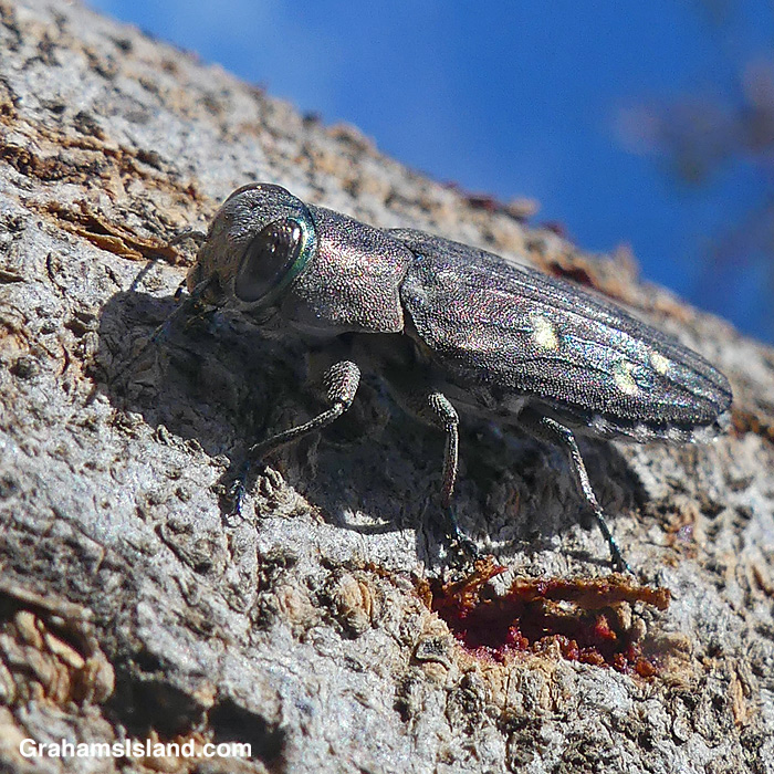 A Chrysobothris octocola (Buprestidae) beetle in Hawaii