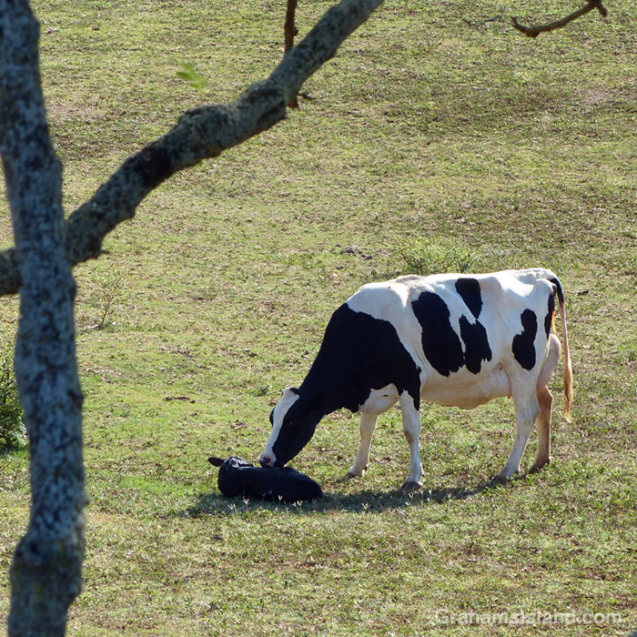 A cow licks her newborn calf in Hawaii