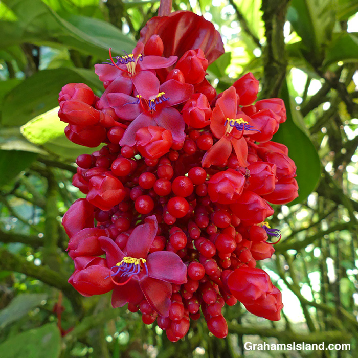 A Crimson medinilla flower in Hawaii