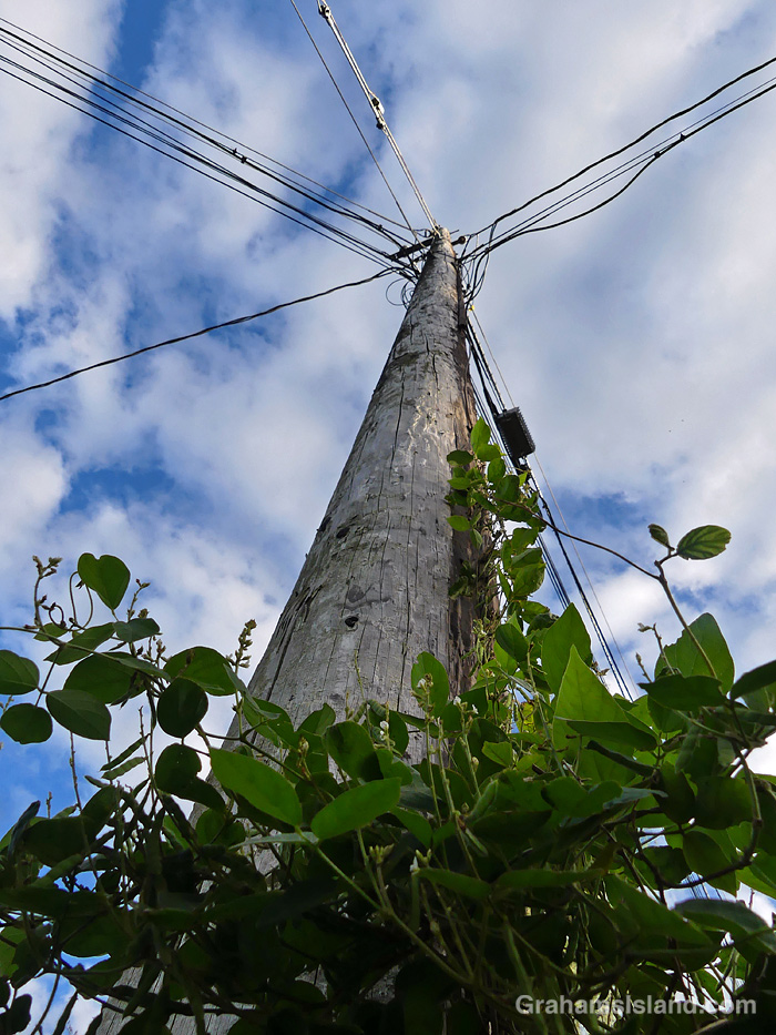 A vine climbs a power pole in Hawaii