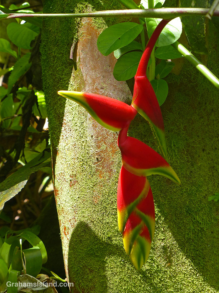 Hanging Lobster Claw Heliconia at Hawai’i Tropical Bioreserve & Garden