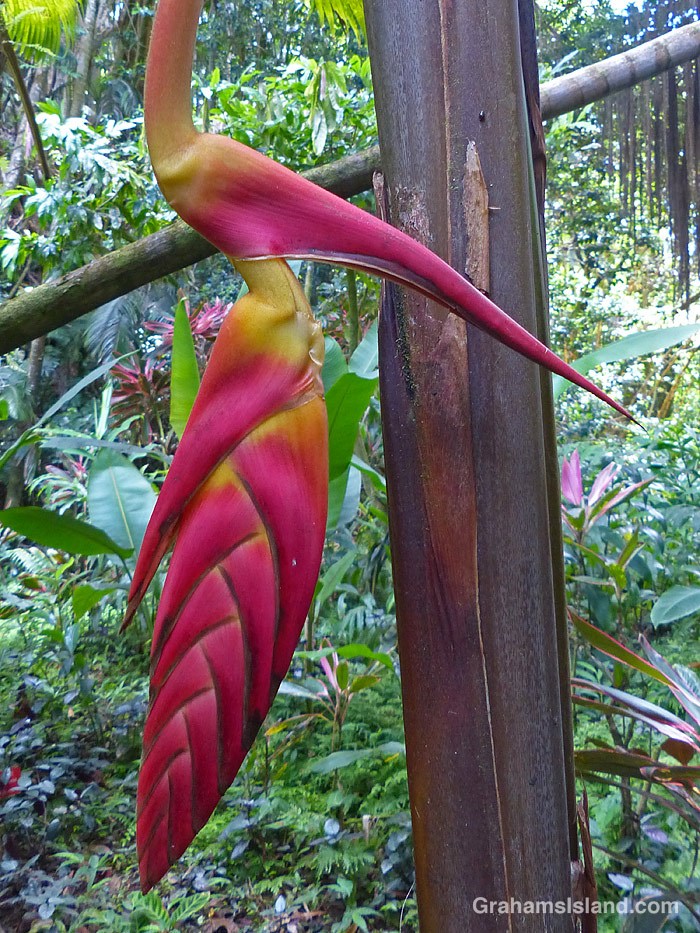 Heliconia Pogonantha at Hawai’i Tropical Bioreserve & Garden