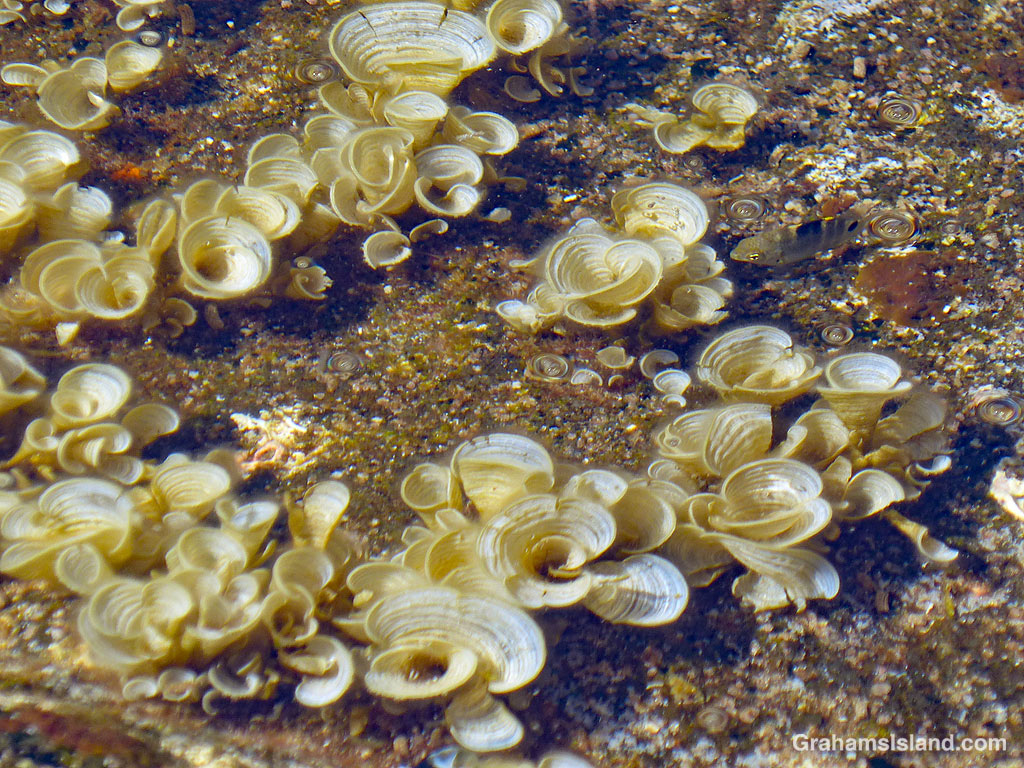 Little fish and Padina japonica seaweed in a tide pool in Hawaii