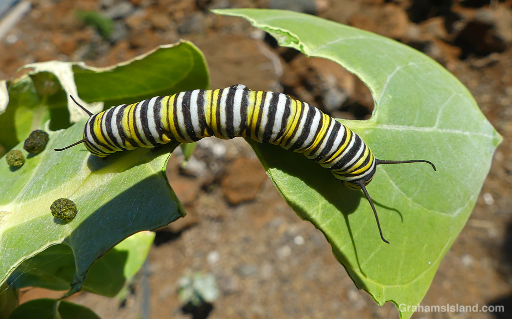 A monarch butterfly caterpillar and its poops in Hawaii