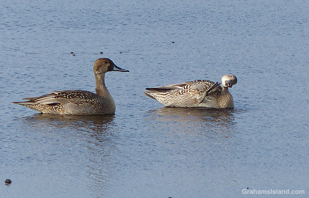 A pair of Northern Pintails on a pond in Hawaii