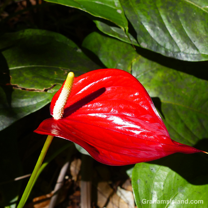 Painter's Pallette Anthurium at Hawai’i Tropical Bioreserve & Garden