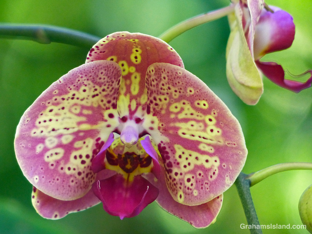 A Phalaenopsis Orchid at Hawai’i Tropical Bioreserve & Garden