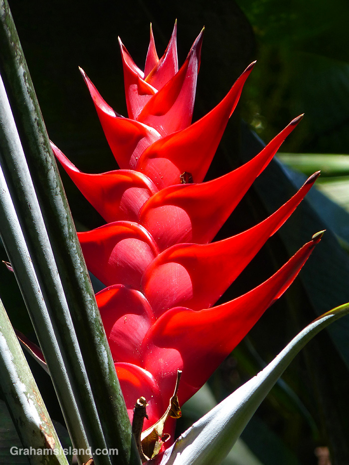 A red Heliconia at Hawai’i Tropical Bioreserve & Garden