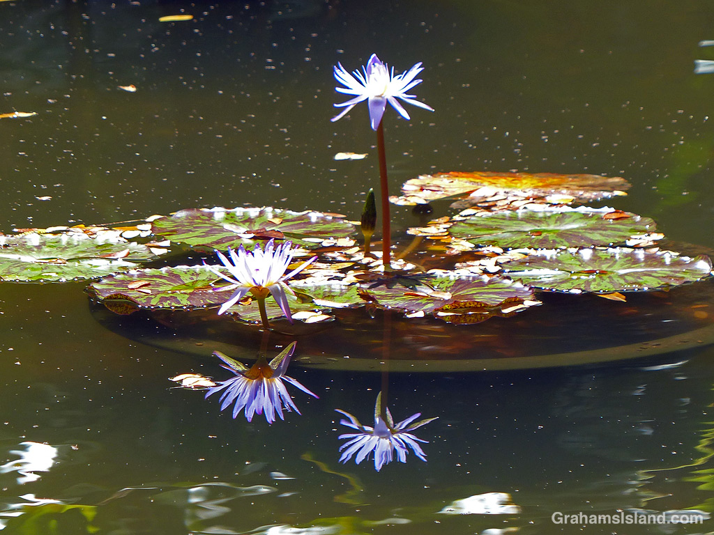 Water lilies at Hawai’i Tropical Bioreserve & Garden