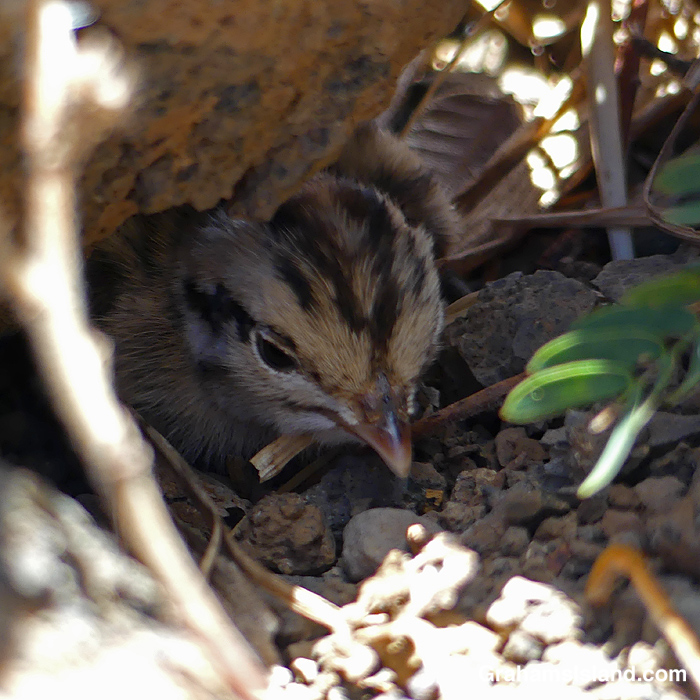 A baby Gray Francolin seeks cover in Hawaii