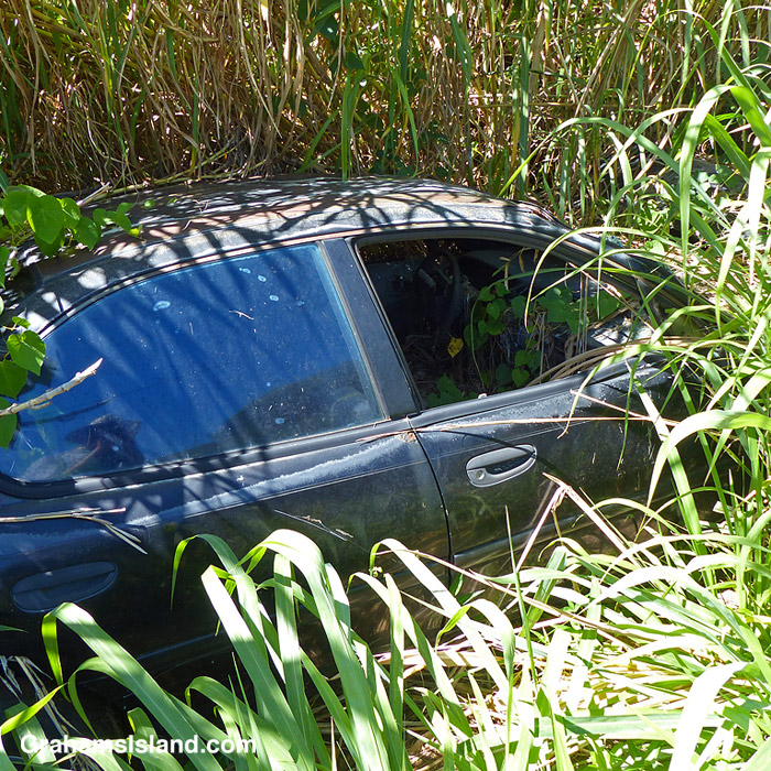 An old car is overgrown by grasses in Hawaii