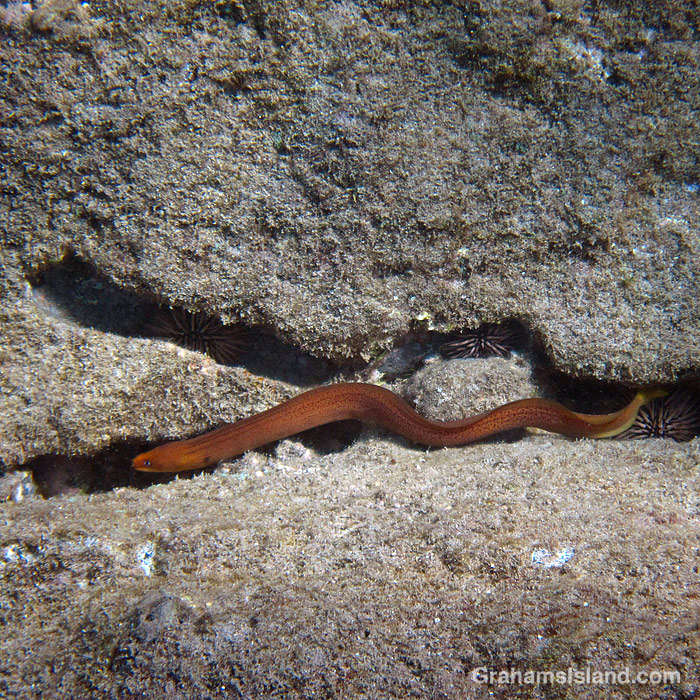 A Dwarf Moray Eel swims in the waters off Hawaii